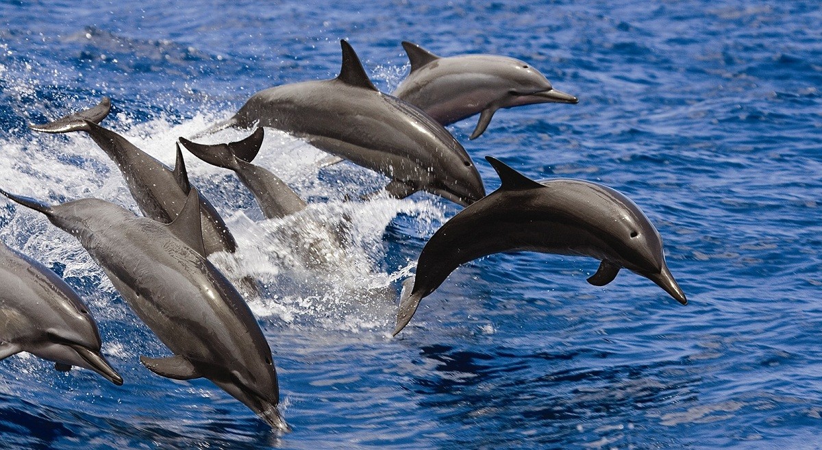Dolphins around Socotra