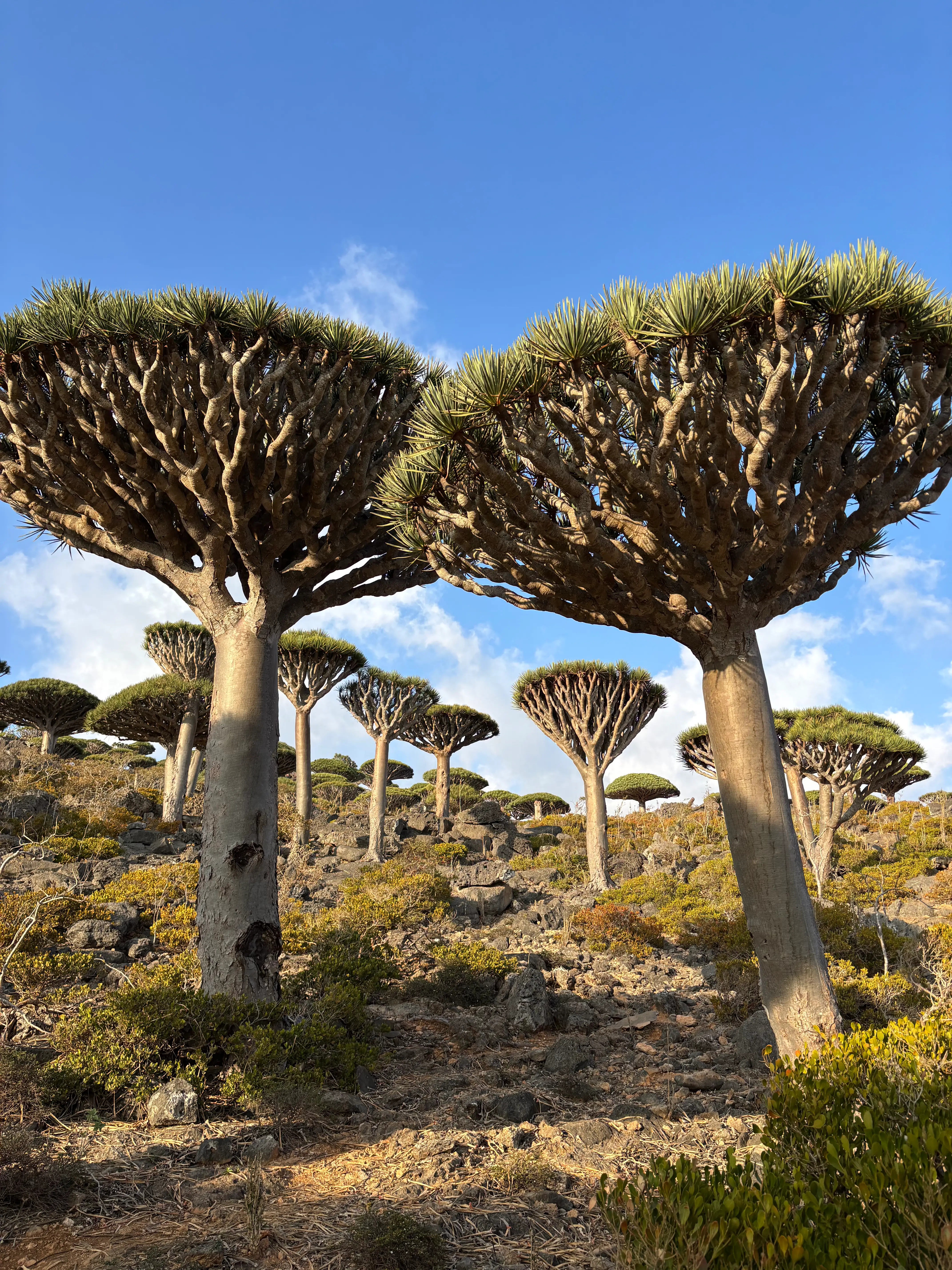 Socotra landscape and local travel experience