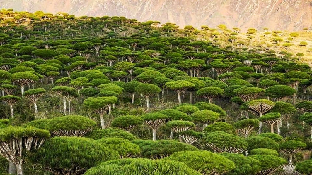 Firmihin dragon blood tree forest